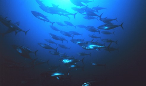 Bluefin Tuna