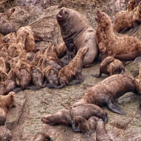 Stellar Sea Lions