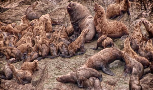 Stellar Sea Lions