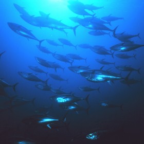 Bluefin Tuna